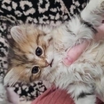 Helen Profile Photo - Breeder