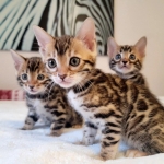 Jose Profile Photo - Breeder