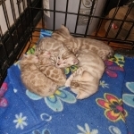 Omar Profile Photo - Breeder