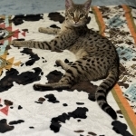 Cody Profile Photo - Cattery