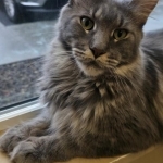 Katie Profile Photo - Cattery
