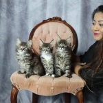 NaisKitCat Profile Photo - Breeder