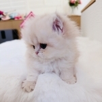 Melissa Profile Photo - Breeder