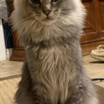 Harvey Profile Photo - Cattery