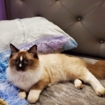 Brian Profile Photo - Breeder