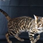 Joseph Profile Photo - Cattery
