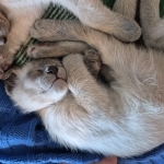 CoastalMeezers Profile Photo - Cat Lover