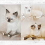 David Profile Photo - Cattery