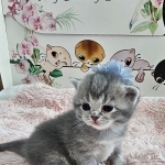 Lainey Profile Photo - Cattery