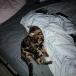 Erin Profile Photo - Cattery