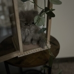 Beverly Profile Photo - Cat Lover