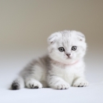 Alexandra Profile Photo - Cattery