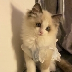 Susan Profile Photo - Breeder