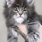 Kalie Profile Photo - Cattery