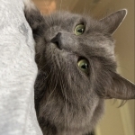 Shannon Profile Photo - Cat Lover