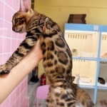 Alfred Profile Photo - Breeder