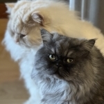 Melissa Profile Photo - Cattery