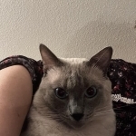 Fatima Profile Photo - Breeder