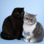 Samantha Profile Photo - Breeder