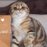 Marcos Profile Photo - Cattery