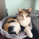 Ted Profile Photo - Cat Lover