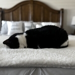 Andrea Profile Photo - Cat Lover