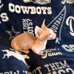 Johnny Profile Photo - Cat Lover