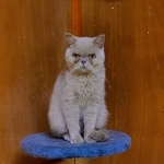 Khan Profile Photo - Breeder