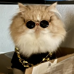 Maze Profile Photo - Cat Lover