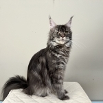 Amy Profile Photo - Cattery