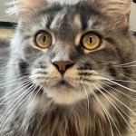 Amy Profile Photo - Cattery