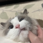 Katie Profile Photo - Breeder
