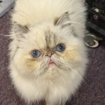 Meagan Profile Photo - Cattery