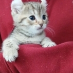 Wendy Profile Photo - Cattery