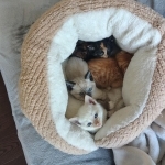 Cherie Profile Photo - Cat Lover