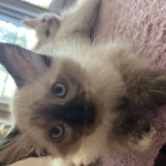 Crystal Profile Photo - Cat Lover