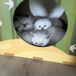 Roger Profile Photo - Cat Lover