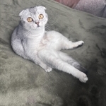 Sarah Profile Photo - Cat Lover