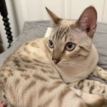 Nika Bengal Cats Profile Photo - Cattery