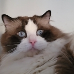 Ben Profile Photo - Breeder