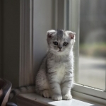 Lilia Profile Photo - Breeder