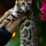 Dominic Profile Photo - Breeder