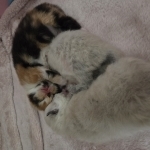 Kay Profile Photo - Breeder