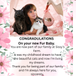 Sandra Or Sissy Profile Photo - Cattery