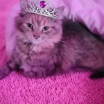 Ruby Profile Photo - Breeder