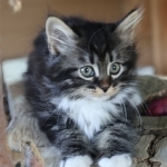 Anjali Gallagher Profile Photo - Breeder
