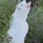 Maine Heart Love Profile Photo - Breeder