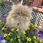 Faysal Profile Photo - Breeder