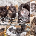Kateryna Profile Photo - Cattery