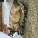 Brianna Profile Photo - Cattery